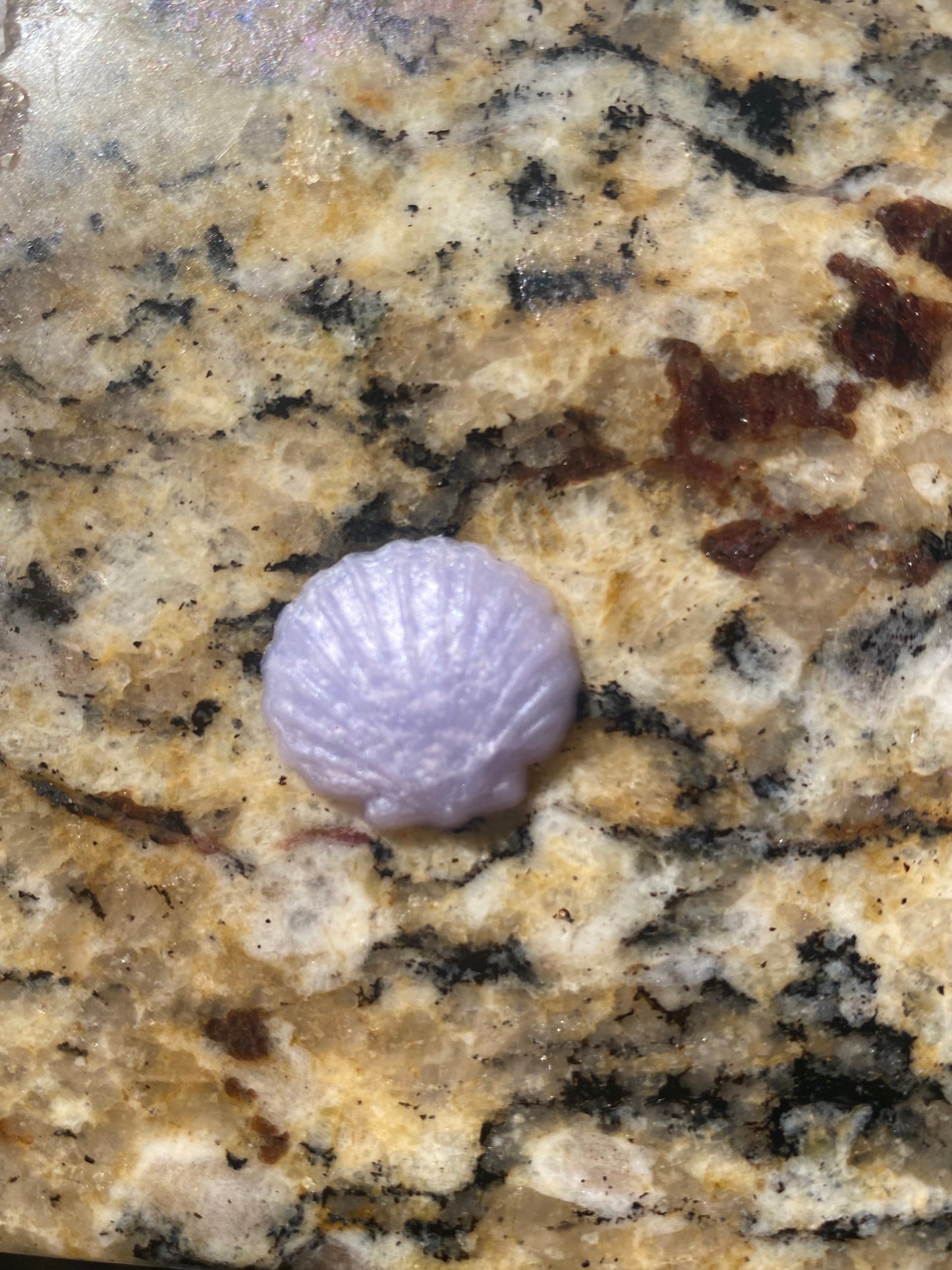 Sea Shells, Sand Dollars and Anchor Squishies