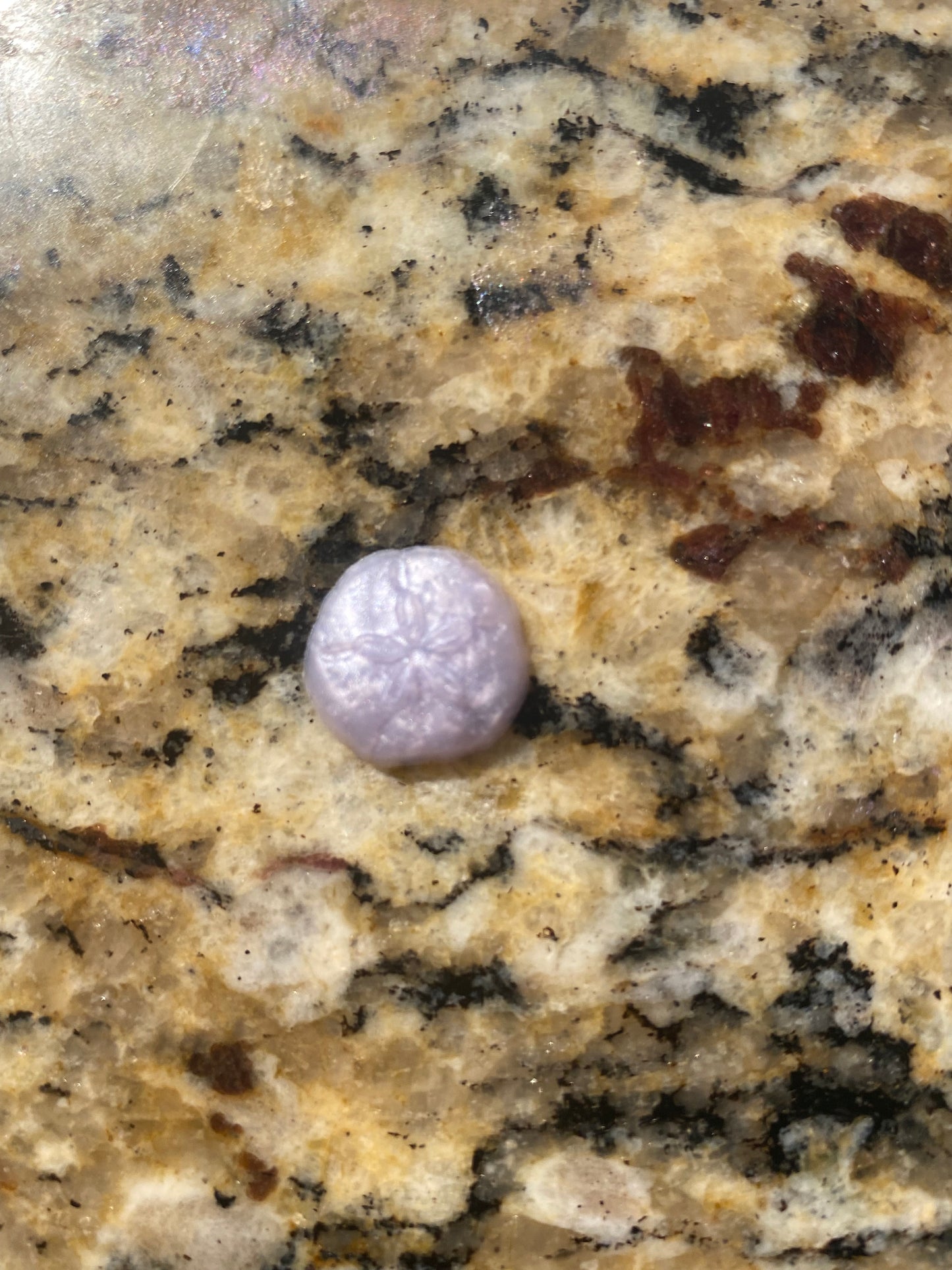 Sea Shells, Sand Dollars and Anchor Squishies