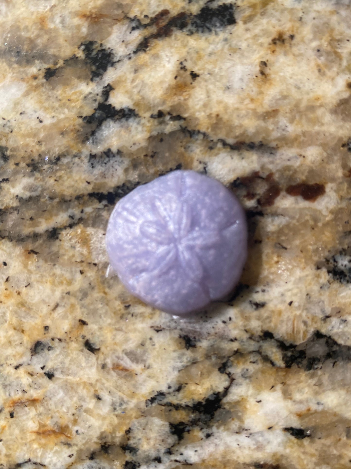 Sea Shells, Sand Dollars and Anchor Squishies